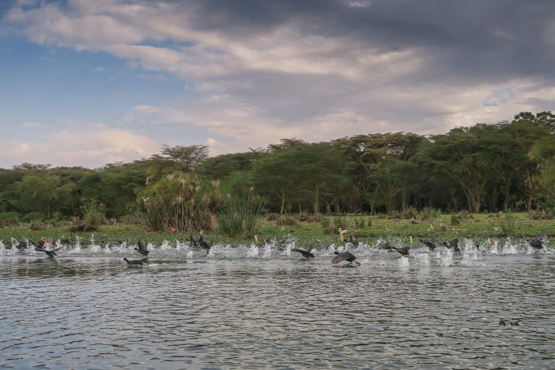 Nature Scene at Lake Victoria in Kenya, Africa