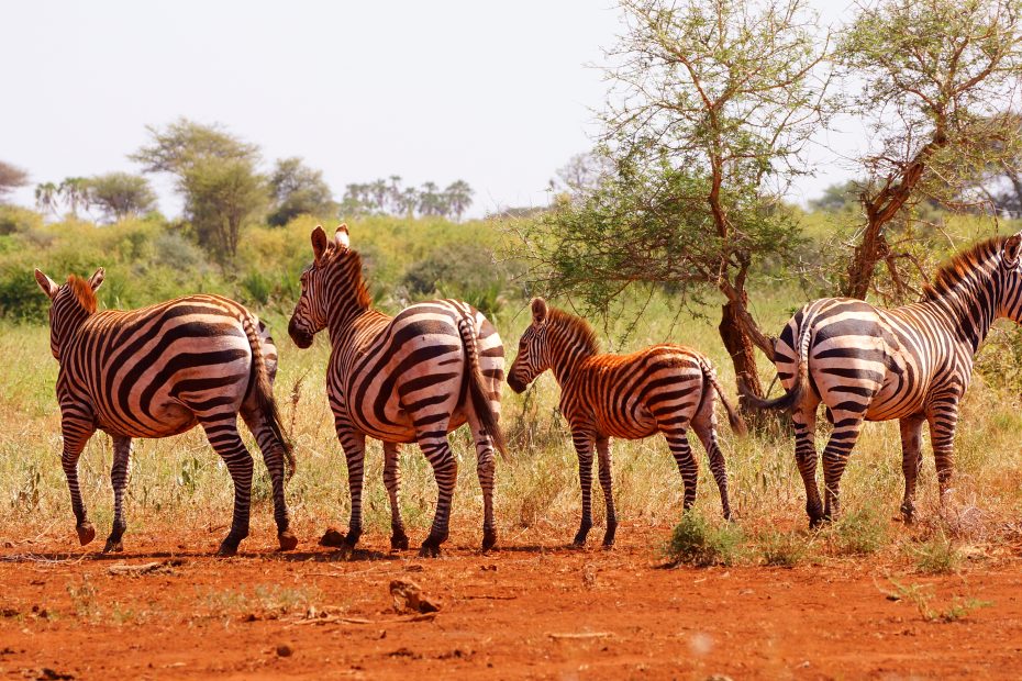 Family of rare endangered grevy zebra in Meru national park in Kenya