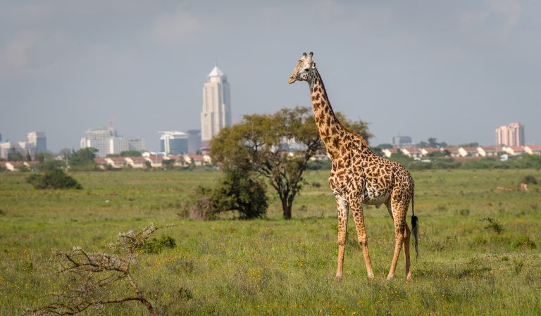 Nairobi National park,Giraffe,