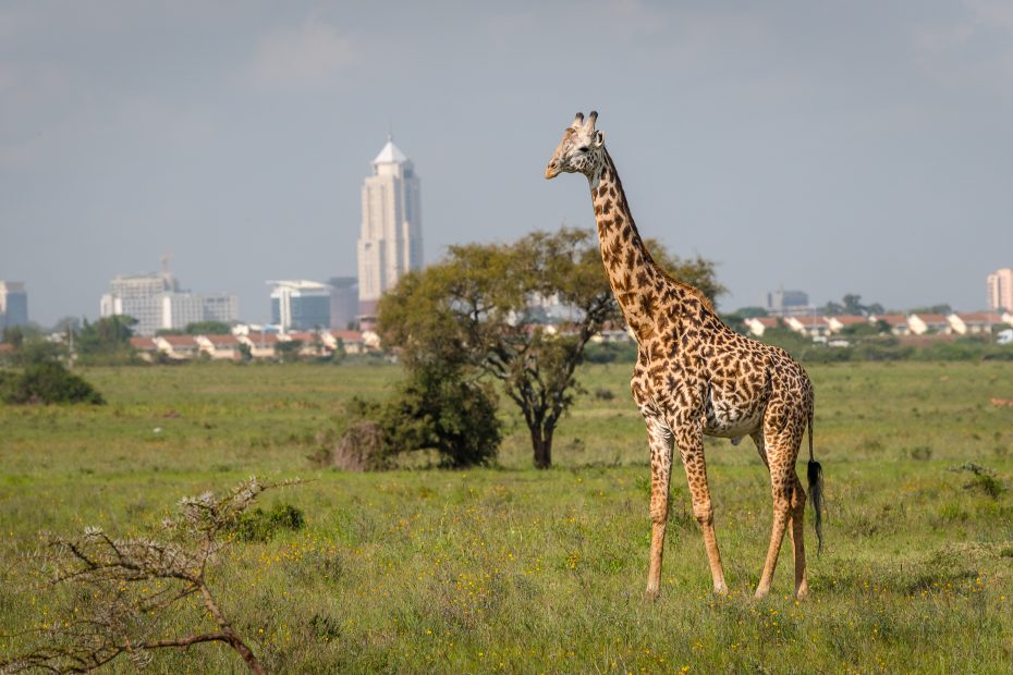 Giraffe,InNairobi City