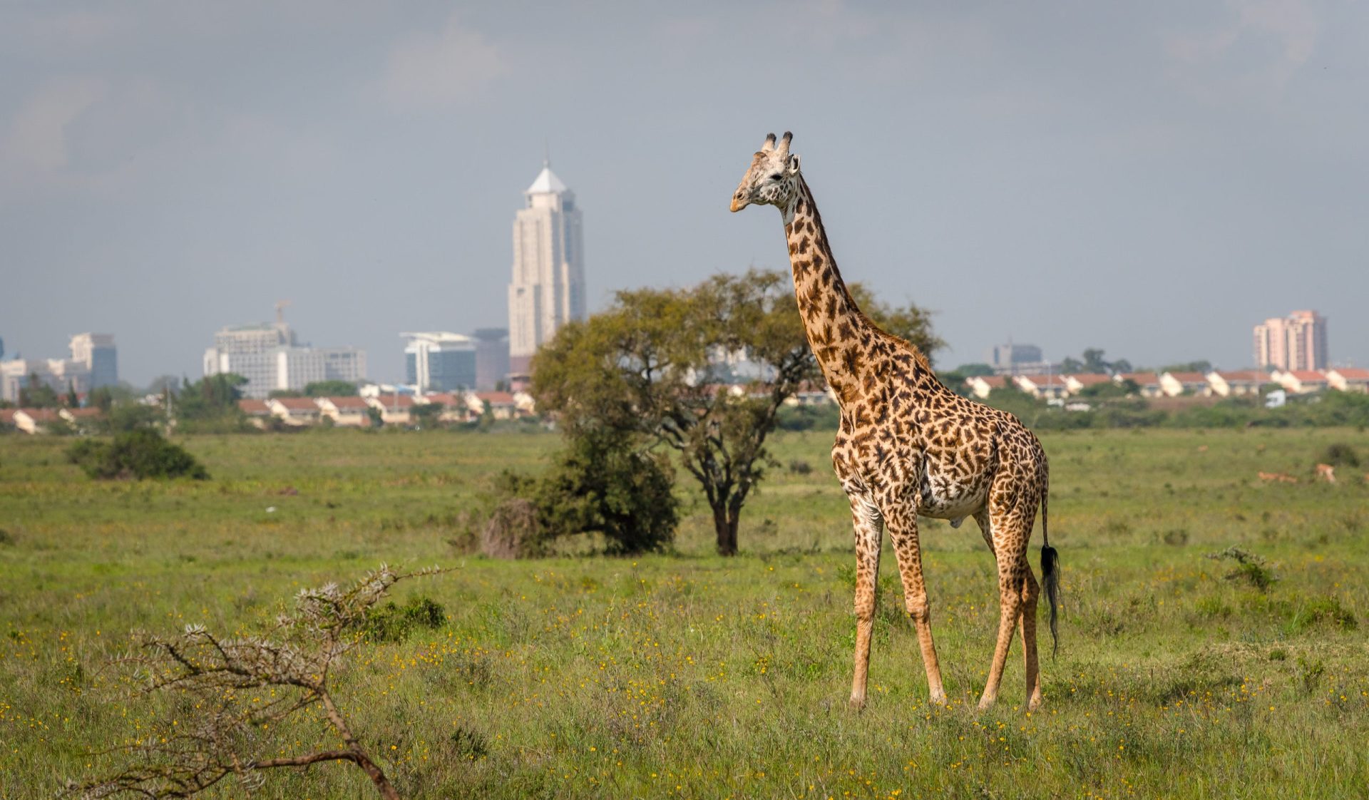 Giraffe,InNairobi City