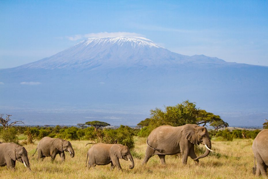 Safari,In,Kenya