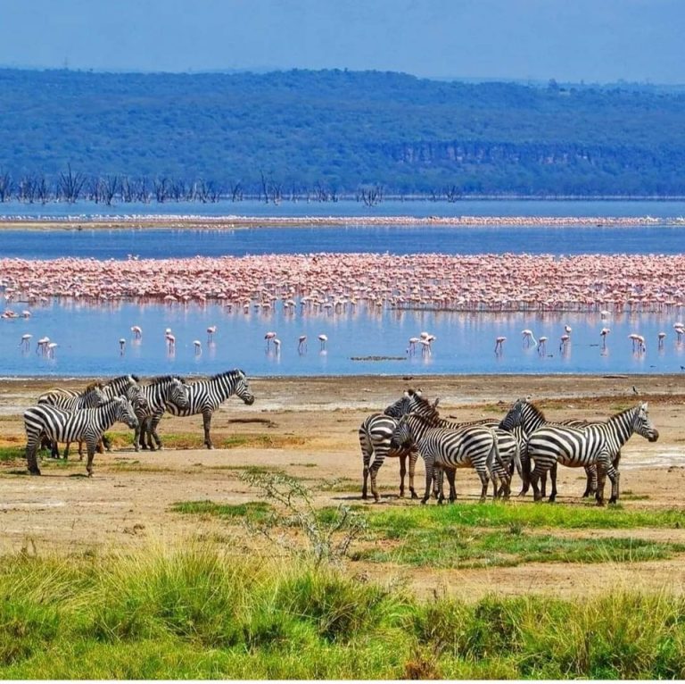 kenya's lakes,Lake Nakuru National Park