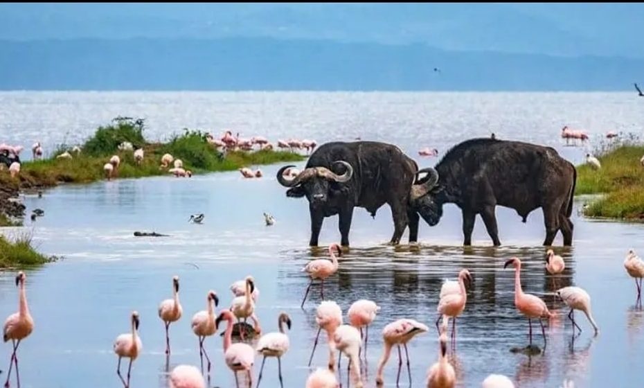 Lake Nakuru National Park