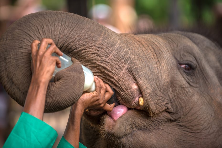 The David Sheldrick Wildlife Trust