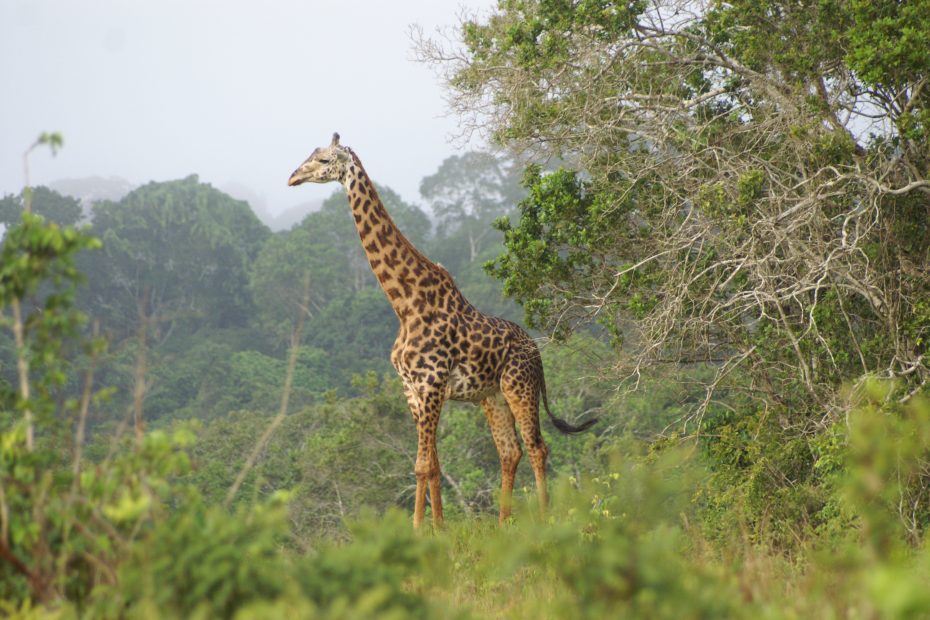 Nguuni Nature Sanctuary