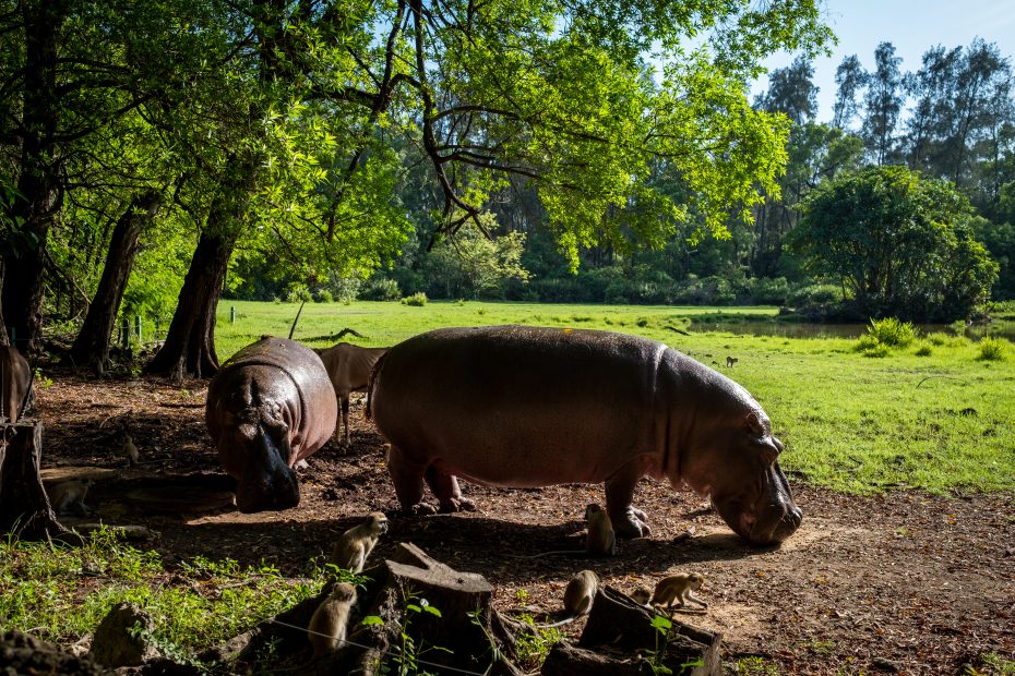 Haller Park Hippo