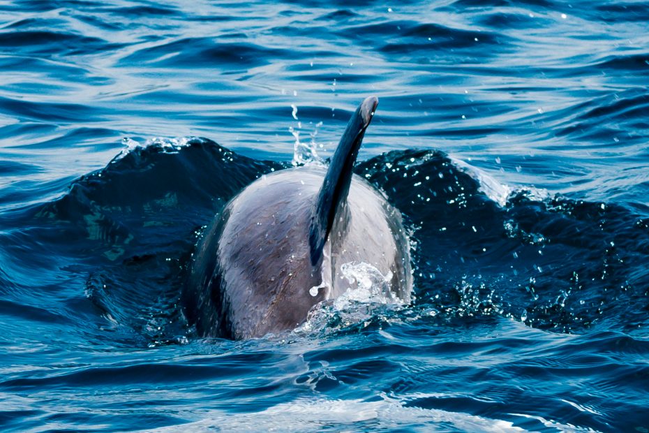 Mombasa Marine National Park