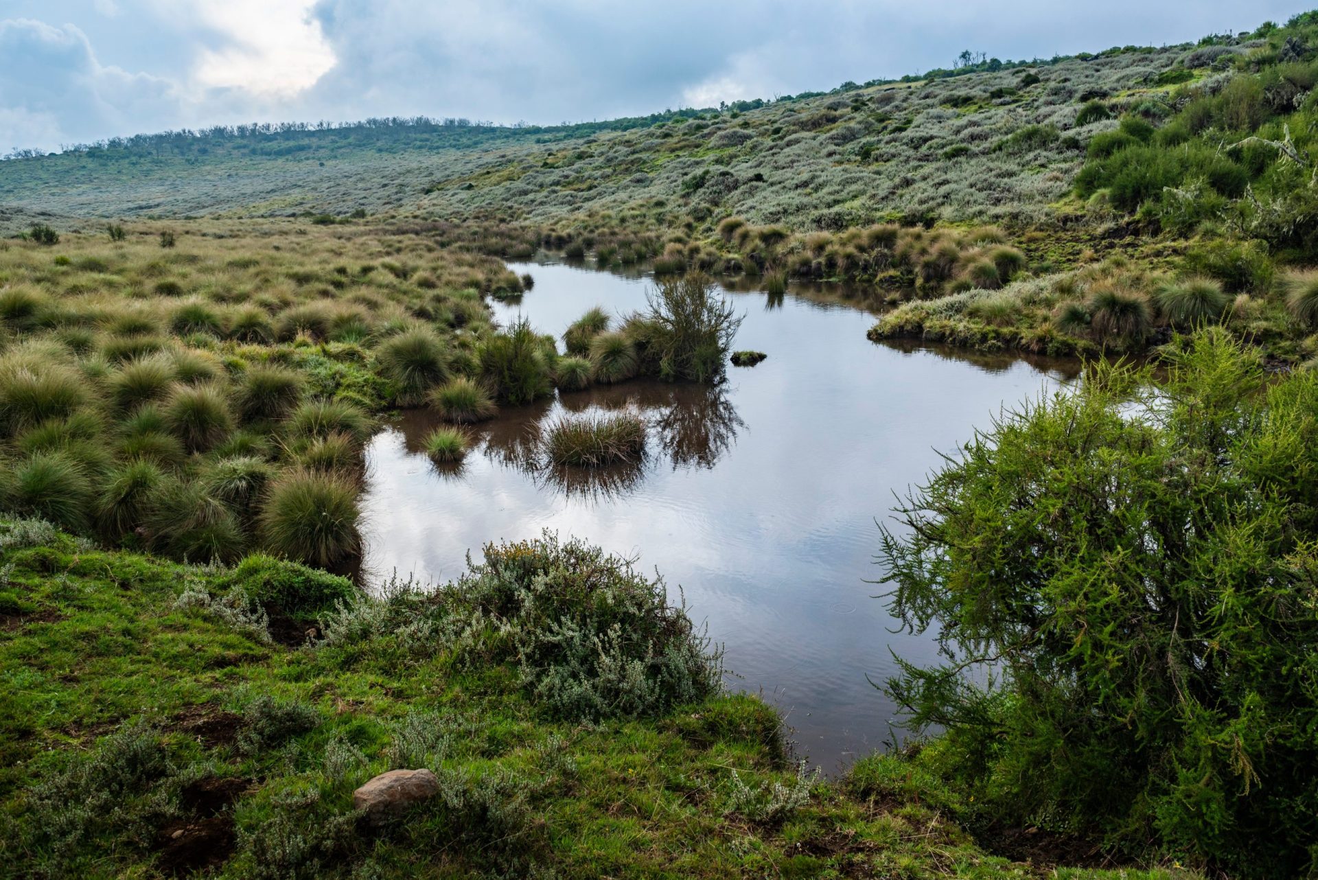 Moorland in Aberdare National Park, Kenya