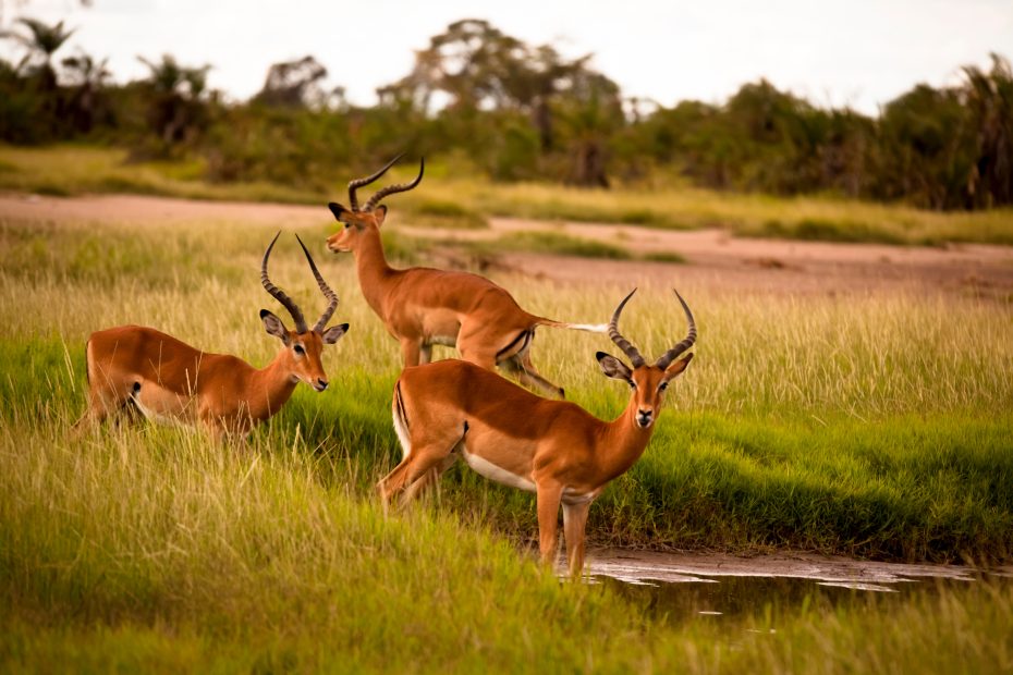 Kisumu Impala Sanctuary