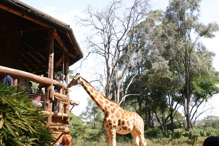 Giraffe Center Nairobi