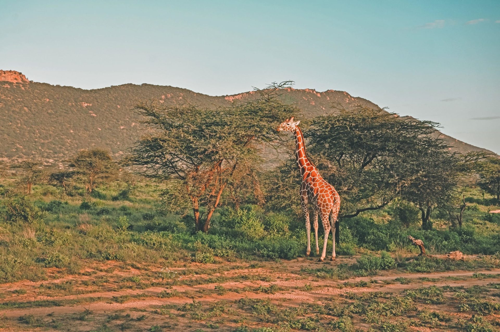 lone-reticulated-giraffe-in-samburu-game-reserve