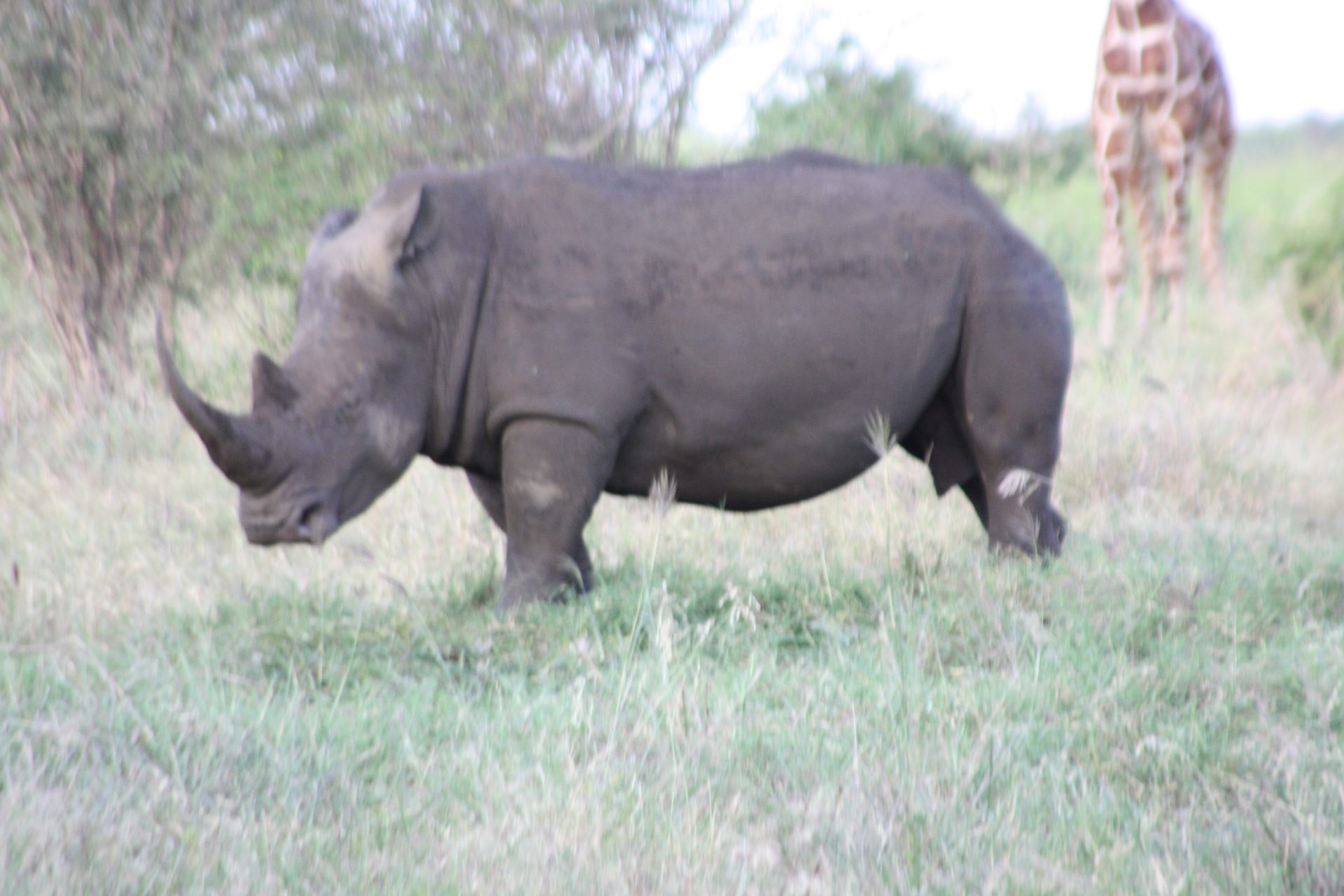 A Rhino roams the savannah, while elephants graze nearby. Giraffes stretch their necks to reach leaves, as colorful birds flutter in the trees