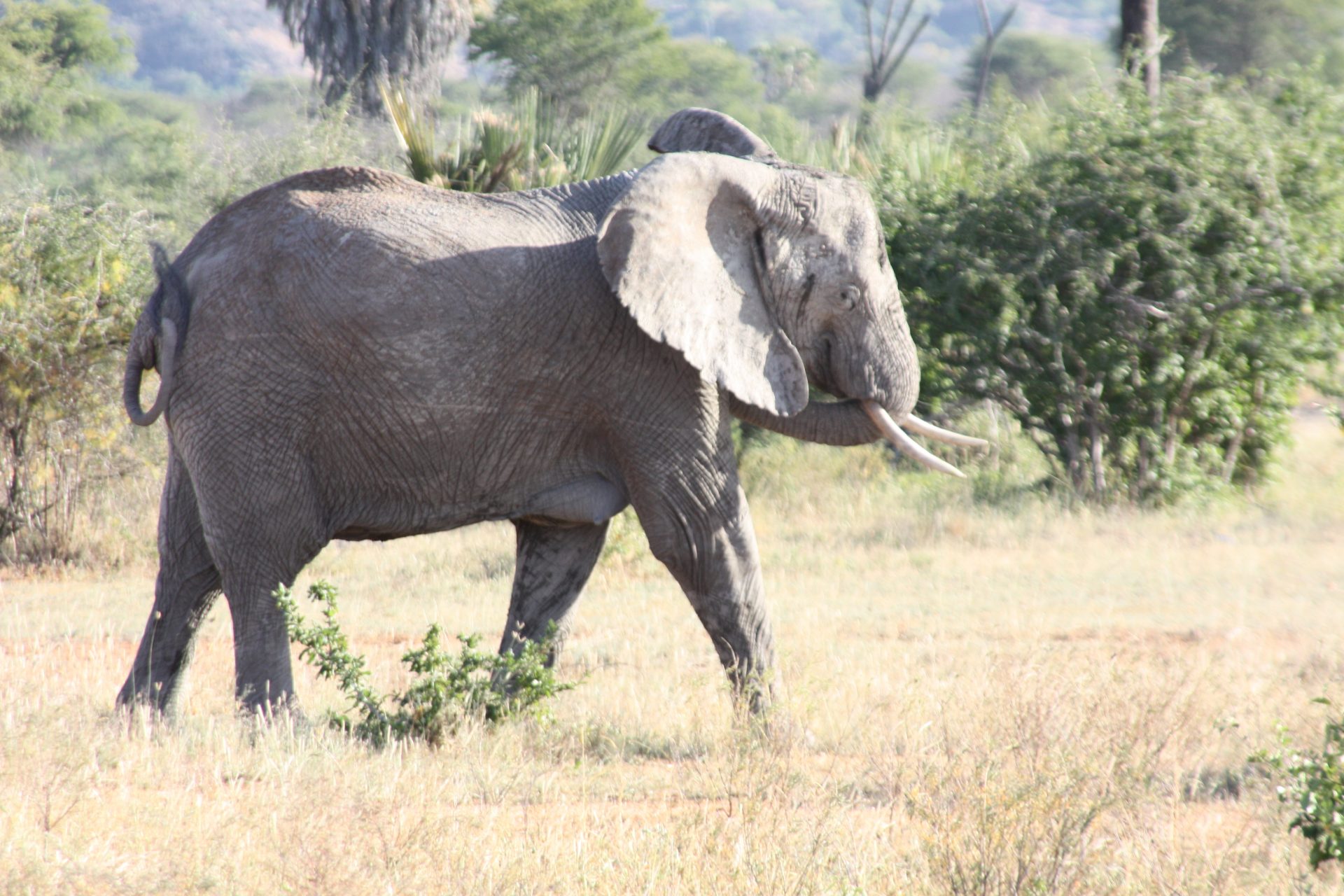 An elephant roams the savannah, while graze nearby. Giraffes stretch their necks to reach leaves, as colorful birds flutter in the trees