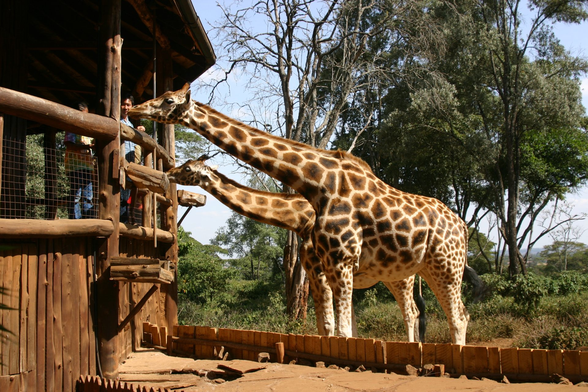 giraffe center